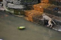 IMG_8030 Pashupatinath Opferschale auf Fluss und Affe.jpg